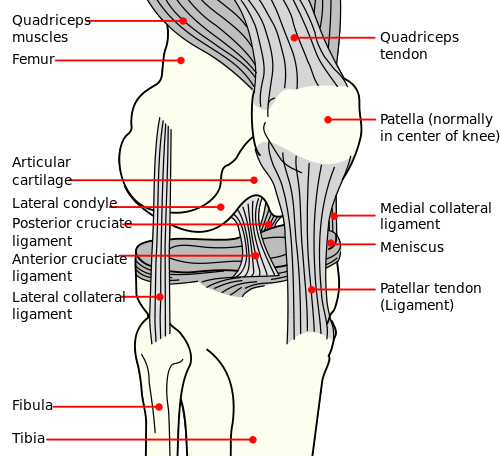 patella