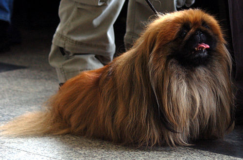 pekingese