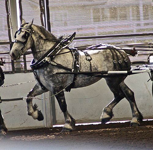 percheron