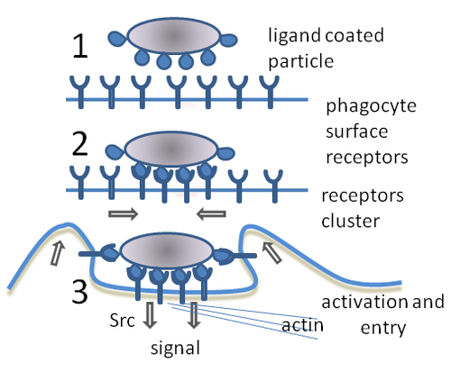 phagocytosis