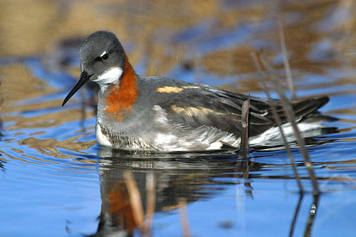 phalarope