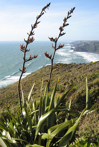 phormium