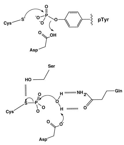 phosphatase