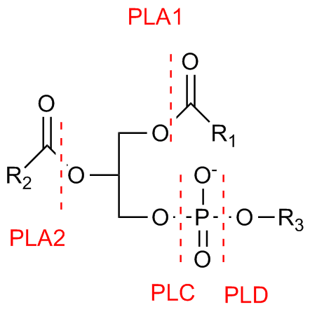 phospholipase