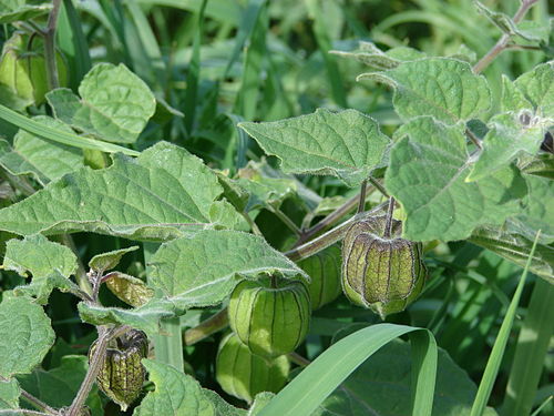 physalis