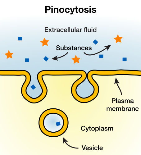 pinocytosis