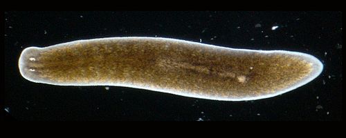 planaria