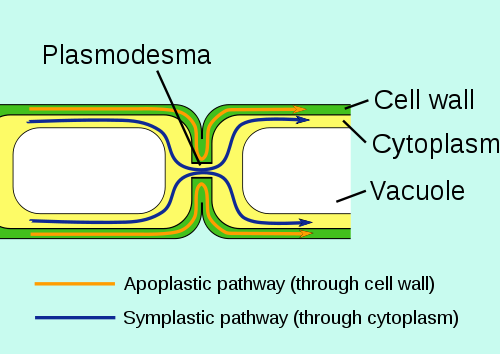 plasmodesma