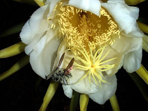 pollination