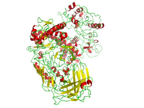 polymerase