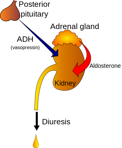 polyuria