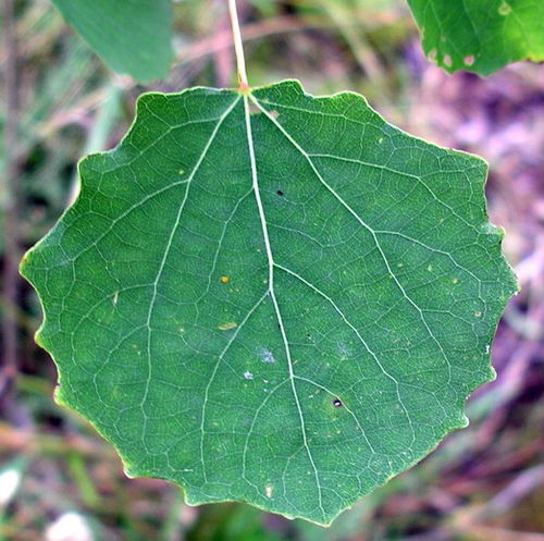 populus