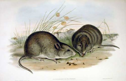 potoroo