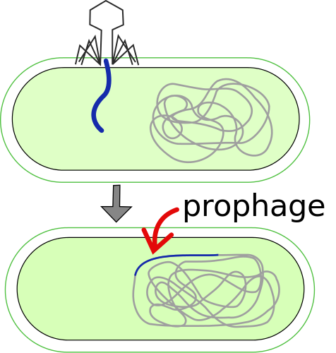 prophage