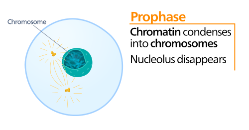 prophase