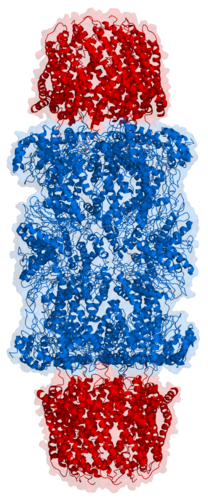 proteolysis