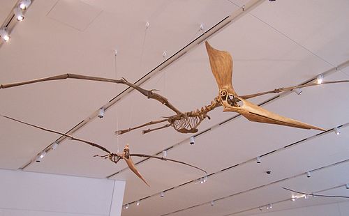 pterosaur