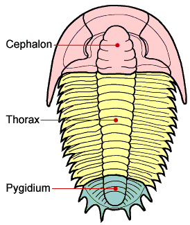 pygidium