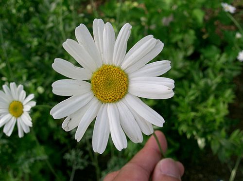 pyrethrum