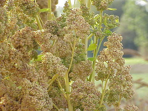 what is quinoa called in english