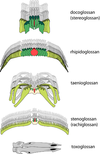 radula