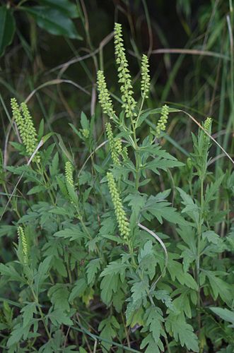 ragweed