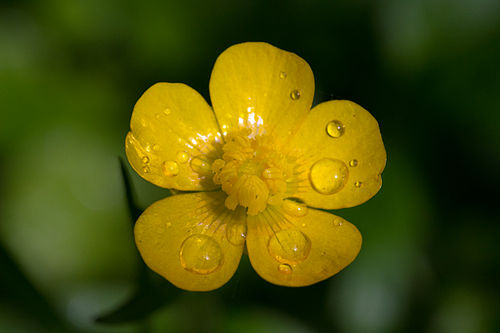 ranunculus