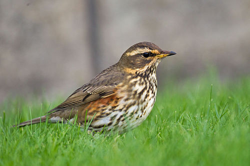 redwing