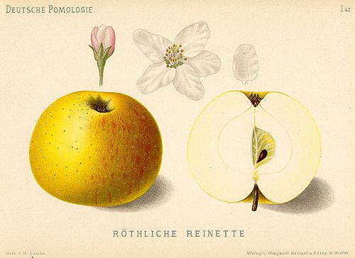 reinette