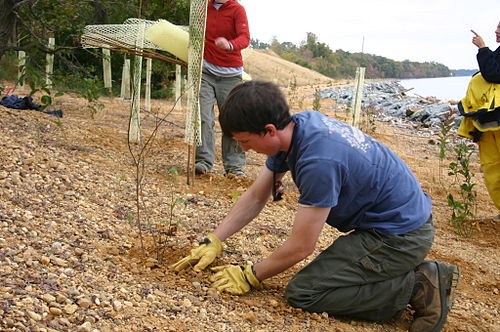 revegetation