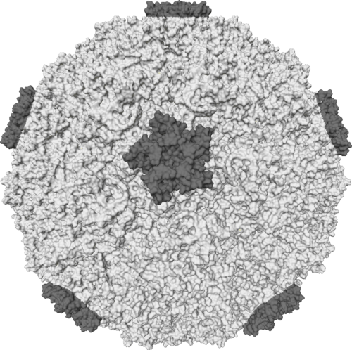 rhinovirus