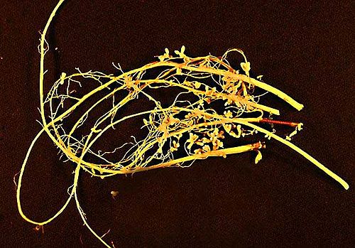 rhizobia