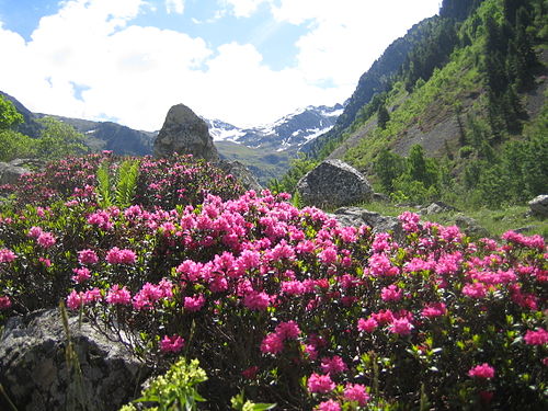 rhododendron