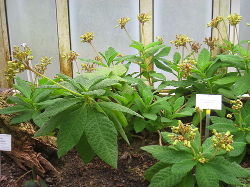 rhytidophyllum