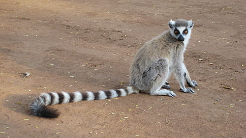 ringtail