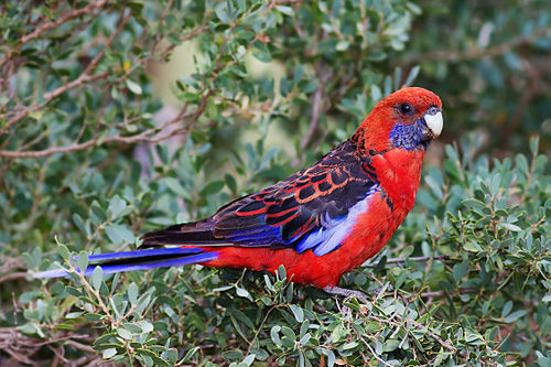 rosella