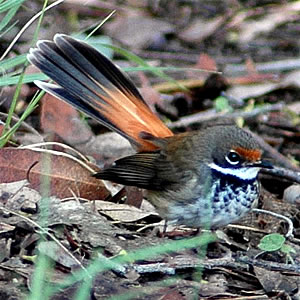 rufous