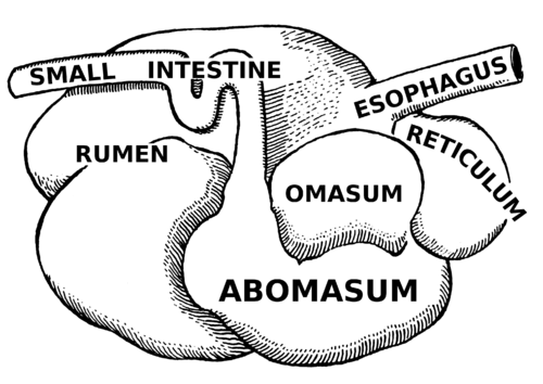 ruminant