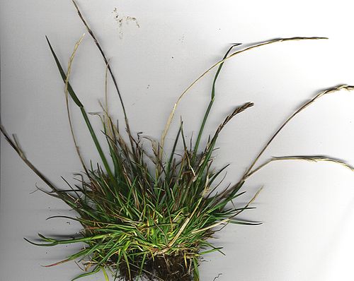 ryegrass