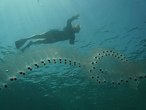 salp