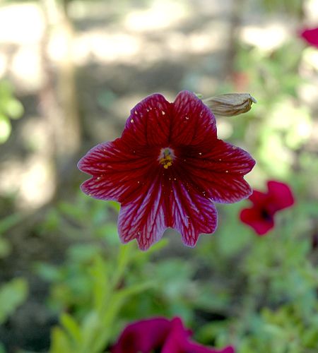 salpiglossis