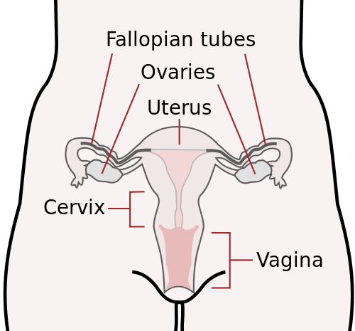 salpingectomy