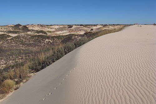 sandhill