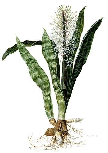 sansevieria