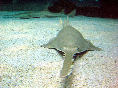 sawfish