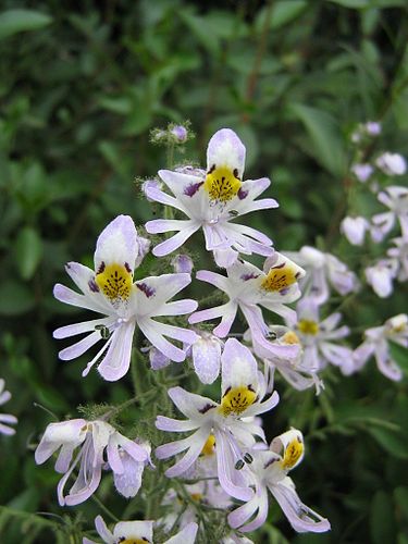 schizanthus