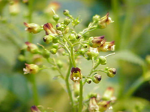 scrophularia