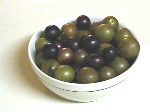 scuppernong