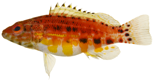 serranus