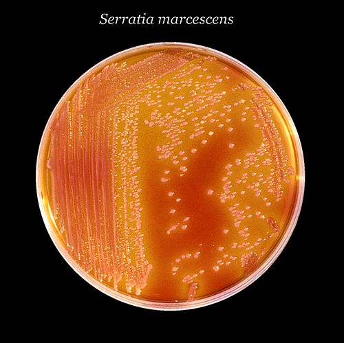 serratia